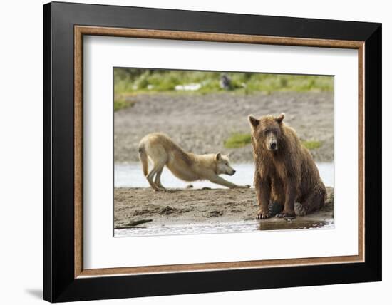 Grizzly Bear (Ursus Arctos Horribilis) With Grey Wolf (Canis Lupus) Stretching Behind-Oliver Scholey-Framed Photographic Print