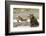 Grizzly Bear (Ursus Arctos Horribilis) With Grey Wolf (Canis Lupus) Stretching Behind-Oliver Scholey-Framed Photographic Print