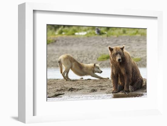 Grizzly Bear (Ursus Arctos Horribilis) With Grey Wolf (Canis Lupus) Stretching Behind-Oliver Scholey-Framed Photographic Print