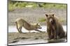 Grizzly Bear (Ursus Arctos Horribilis) With Grey Wolf (Canis Lupus) Stretching Behind-Oliver Scholey-Mounted Photographic Print