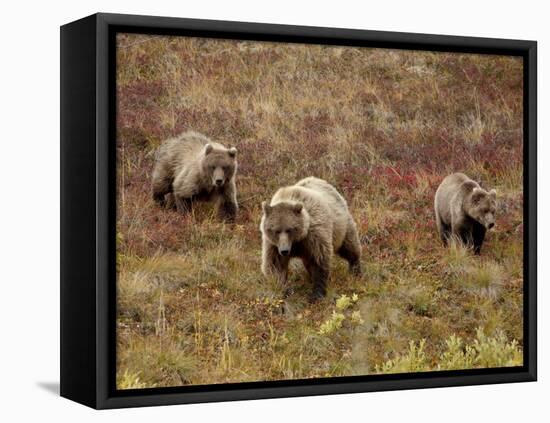 Grizzly Bear (Ursus Arctos Horribilis) with Two Yearling Cubs, Denali National Park, Alaska-James Hager-Framed Premier Image Canvas