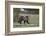 Grizzly Bear (Ursus arctos horribilis), yearling cub, Yellowstone National Park, Wyoming, United St-James Hager-Framed Photographic Print