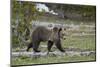 Grizzly Bear (Ursus arctos horribilis), yearling cub, Yellowstone National Park, Wyoming, United St-James Hager-Mounted Photographic Print