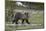 Grizzly Bear (Ursus arctos horribilis), yearling cub, Yellowstone National Park, Wyoming, United St-James Hager-Mounted Photographic Print