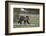Grizzly Bear (Ursus arctos horribilis), yearling cub, Yellowstone National Park, Wyoming, United St-James Hager-Framed Photographic Print