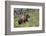 Grizzly Bear (Ursus Arctos Horribilis), Yellowstone National Park, Wyoming, U.S.A.-James Hager-Framed Photographic Print