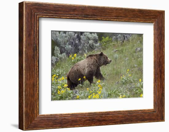 Grizzly Bear (Ursus Arctos Horribilis), Yellowstone National Park, Wyoming, U.S.A.-James Hager-Framed Photographic Print