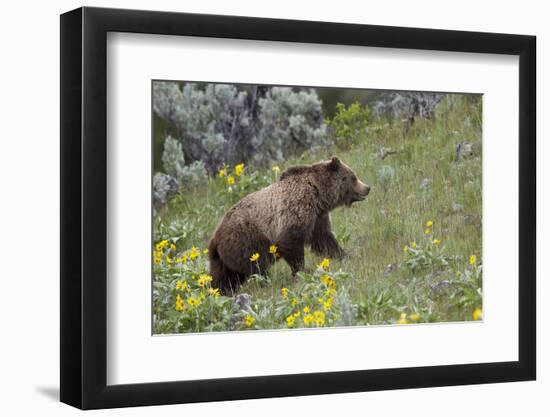 Grizzly Bear (Ursus Arctos Horribilis), Yellowstone National Park, Wyoming, U.S.A.-James Hager-Framed Photographic Print