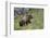 Grizzly Bear (Ursus Arctos Horribilis), Yellowstone National Park, Wyoming, U.S.A.-James Hager-Framed Photographic Print