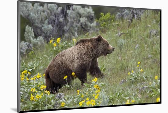 Grizzly Bear (Ursus Arctos Horribilis), Yellowstone National Park, Wyoming, U.S.A.-James Hager-Mounted Photographic Print