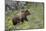 Grizzly Bear (Ursus Arctos Horribilis), Yellowstone National Park, Wyoming, U.S.A.-James Hager-Mounted Photographic Print