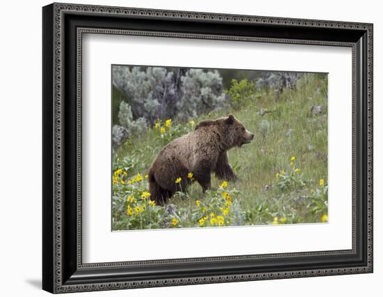 Grizzly Bear (Ursus Arctos Horribilis), Yellowstone National Park, Wyoming, U.S.A.-James Hager-Framed Photographic Print