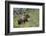 Grizzly Bear (Ursus Arctos Horribilis), Yellowstone National Park, Wyoming, U.S.A.-James Hager-Framed Photographic Print
