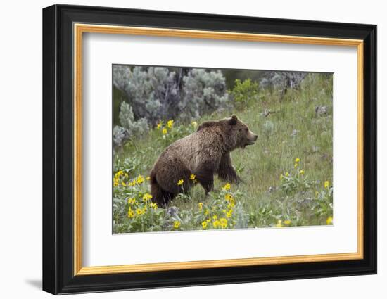 Grizzly Bear (Ursus Arctos Horribilis), Yellowstone National Park, Wyoming, U.S.A.-James Hager-Framed Photographic Print