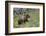 Grizzly Bear (Ursus Arctos Horribilis), Yellowstone National Park, Wyoming, U.S.A.-James Hager-Framed Photographic Print