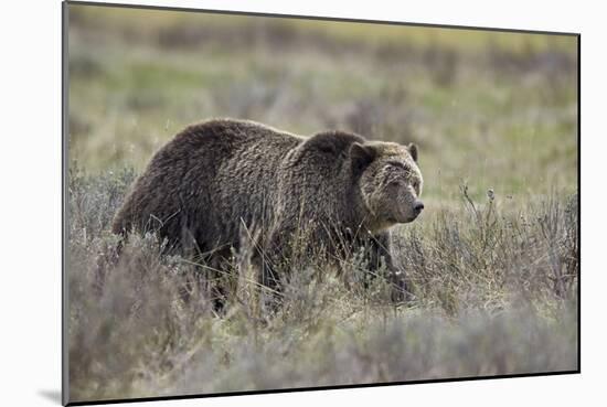 Grizzly Bear (Ursus arctos horribilis), Yellowstone National Park, Wyoming, USA, North America-James Hager-Mounted Photographic Print