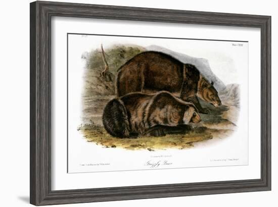 Grizzly Bear (Ursus Ferox)-John James Audubon-Framed Giclee Print