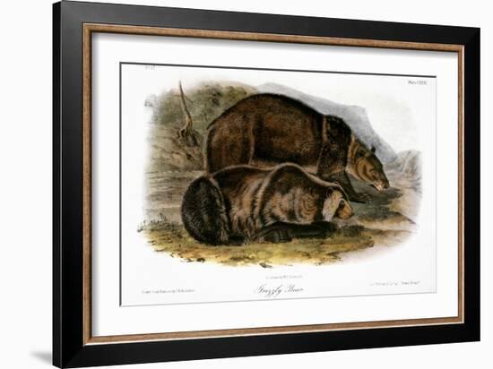 Grizzly Bear (Ursus Ferox)-John James Audubon-Framed Giclee Print