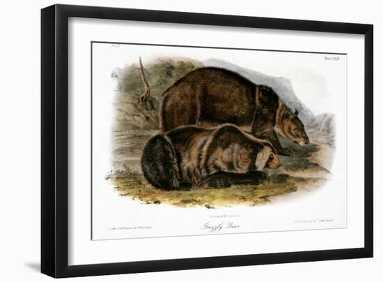 Grizzly Bear (Ursus Ferox)-John James Audubon-Framed Giclee Print