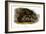 Grizzly Bear (Ursus Ferox)-John James Audubon-Framed Giclee Print