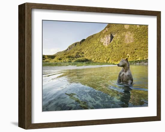 Grizzly Bear Wading Through Salmon Spawning Stream, Kuliak Bay, Katmai National Park, Alaska, Usa-Paul Souders-Framed Photographic Print