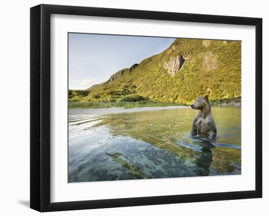 Grizzly Bear Wading Through Salmon Spawning Stream, Kuliak Bay, Katmai National Park, Alaska, Usa-Paul Souders-Framed Photographic Print