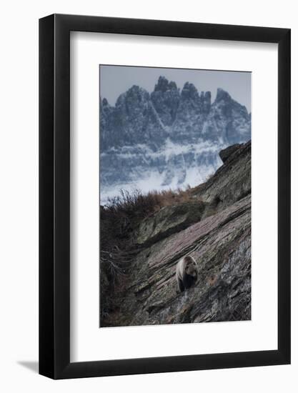 Grizzly Bear Walks Along Rock Shelf of Glacier-Waterton International Peace Park, Montana-Steven Gnam-Framed Photographic Print