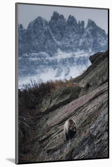 Grizzly Bear Walks Along Rock Shelf of Glacier-Waterton International Peace Park, Montana-Steven Gnam-Mounted Photographic Print