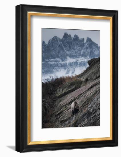 Grizzly Bear Walks Along Rock Shelf of Glacier-Waterton International Peace Park, Montana-Steven Gnam-Framed Photographic Print
