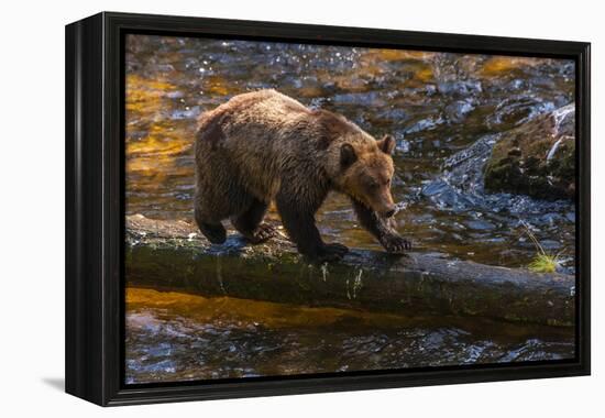 Grizzly Bear Watching for Salmon, Tongass National Forest Alaska, USA-Jaynes Gallery-Framed Premier Image Canvas
