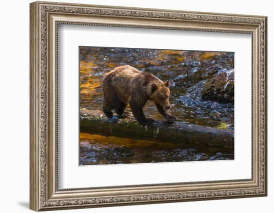 Grizzly Bear Watching for Salmon, Tongass National Forest Alaska, USA-Jaynes Gallery-Framed Photographic Print