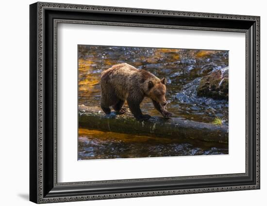 Grizzly Bear Watching for Salmon, Tongass National Forest Alaska, USA-Jaynes Gallery-Framed Photographic Print