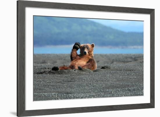 Grizzly Bear Waving-Lantern Press-Framed Art Print