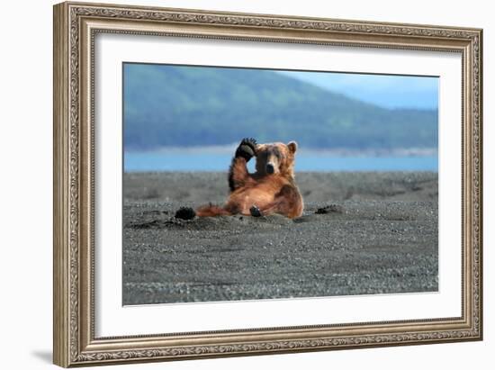 Grizzly Bear Waving-Lantern Press-Framed Art Print
