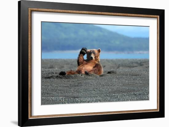 Grizzly Bear Waving-Lantern Press-Framed Art Print