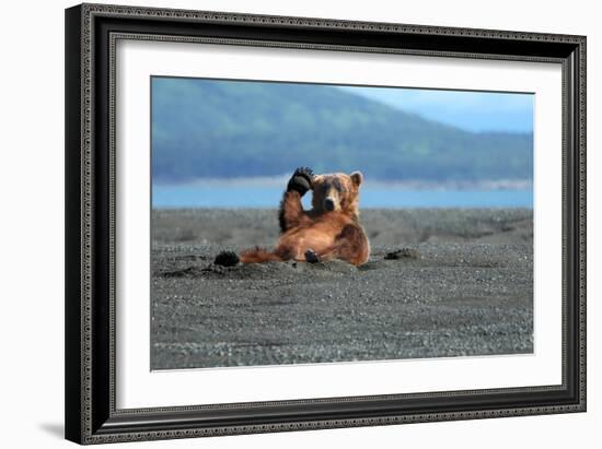 Grizzly Bear Waving-Lantern Press-Framed Art Print