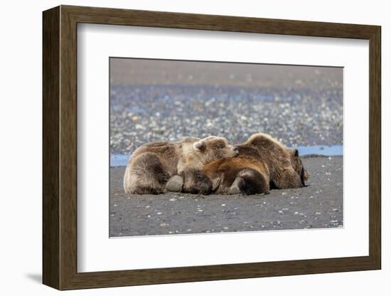 Grizzly bear with cub sleeping on her back, Lake Clark National Park and Preserve, Alaska-Adam Jones-Framed Photographic Print