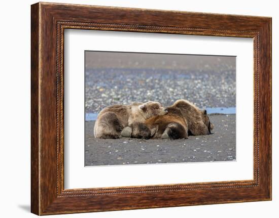 Grizzly bear with cub sleeping on her back, Lake Clark National Park and Preserve, Alaska-Adam Jones-Framed Photographic Print