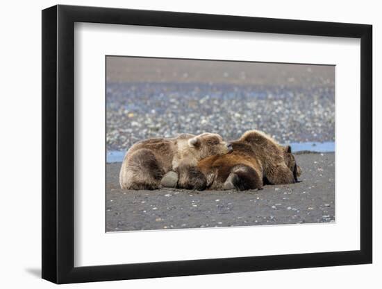 Grizzly bear with cub sleeping on her back, Lake Clark National Park and Preserve, Alaska-Adam Jones-Framed Photographic Print