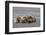 Grizzly bear with cub sleeping on her back, Lake Clark National Park and Preserve, Alaska-Adam Jones-Framed Photographic Print