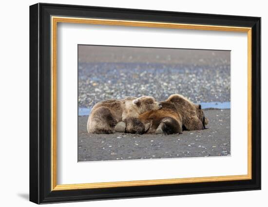 Grizzly bear with cub sleeping on her back, Lake Clark National Park and Preserve, Alaska-Adam Jones-Framed Photographic Print