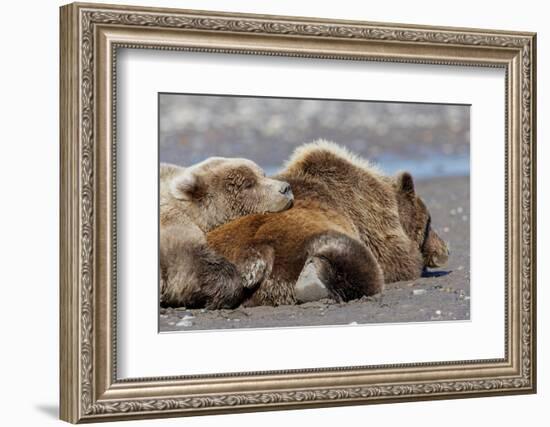 Grizzly bear with cub sleeping on her back, Lake Clark National Park and Preserve, Alaska-Adam Jones-Framed Photographic Print