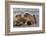Grizzly bear with cub sleeping on her back, Lake Clark National Park and Preserve, Alaska-Adam Jones-Framed Photographic Print