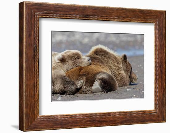 Grizzly bear with cub sleeping on her back, Lake Clark National Park and Preserve, Alaska-Adam Jones-Framed Photographic Print