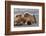 Grizzly bear with cub sleeping on her back, Lake Clark National Park and Preserve, Alaska-Adam Jones-Framed Photographic Print