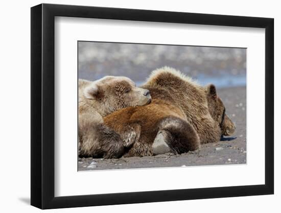 Grizzly bear with cub sleeping on her back, Lake Clark National Park and Preserve, Alaska-Adam Jones-Framed Photographic Print