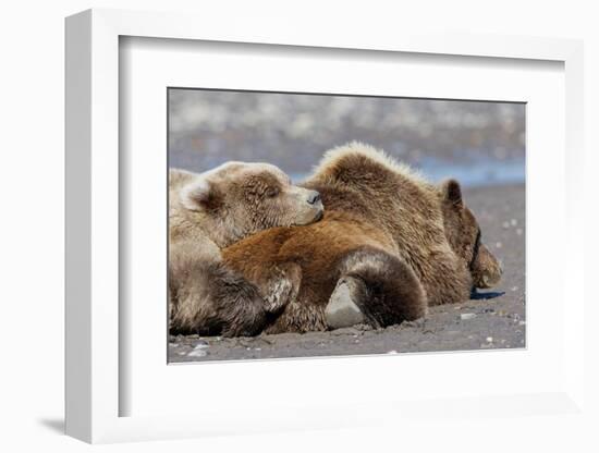 Grizzly bear with cub sleeping on her back, Lake Clark National Park and Preserve, Alaska-Adam Jones-Framed Photographic Print