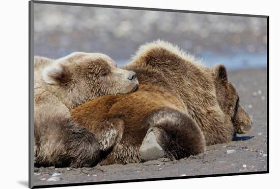Grizzly bear with cub sleeping on her back, Lake Clark National Park and Preserve, Alaska-Adam Jones-Mounted Photographic Print