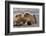 Grizzly bear with cub sleeping on her back, Lake Clark National Park and Preserve, Alaska-Adam Jones-Framed Photographic Print