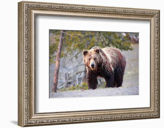 Grizzly Bear Yellowstone Park-null-Framed Art Print